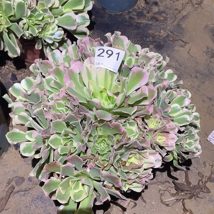 多肉植物断枝不包291白凤