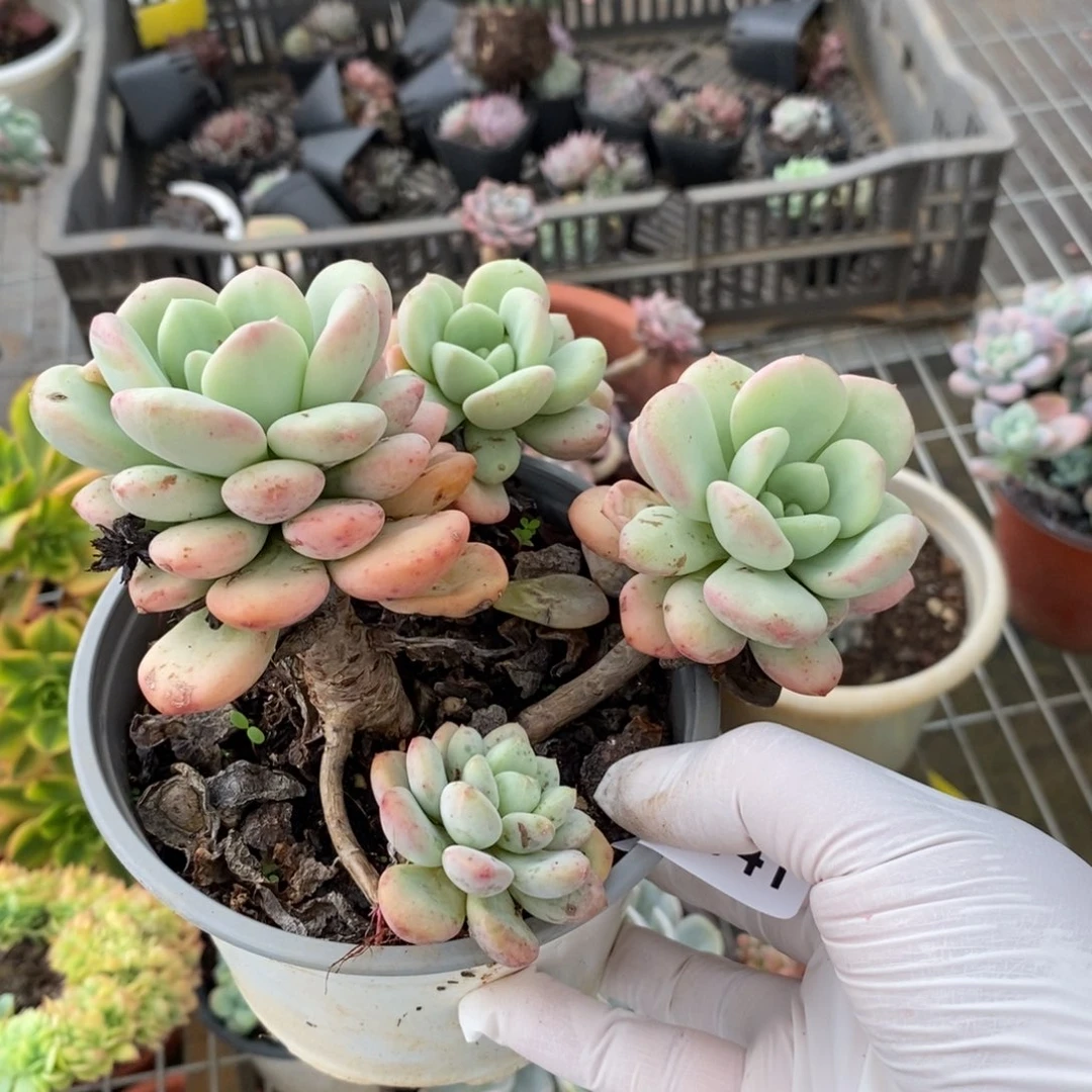 5041白露一物一拍