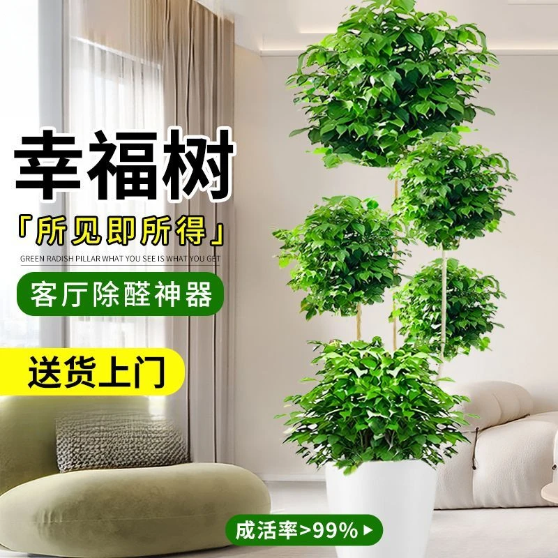 幸福树客厅盆栽大型绿植花盆办公室内好养发财树新房除甲醛禄植物