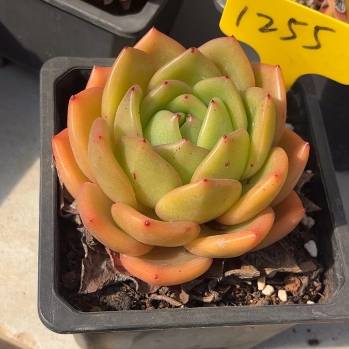 1255多肉54789888888808