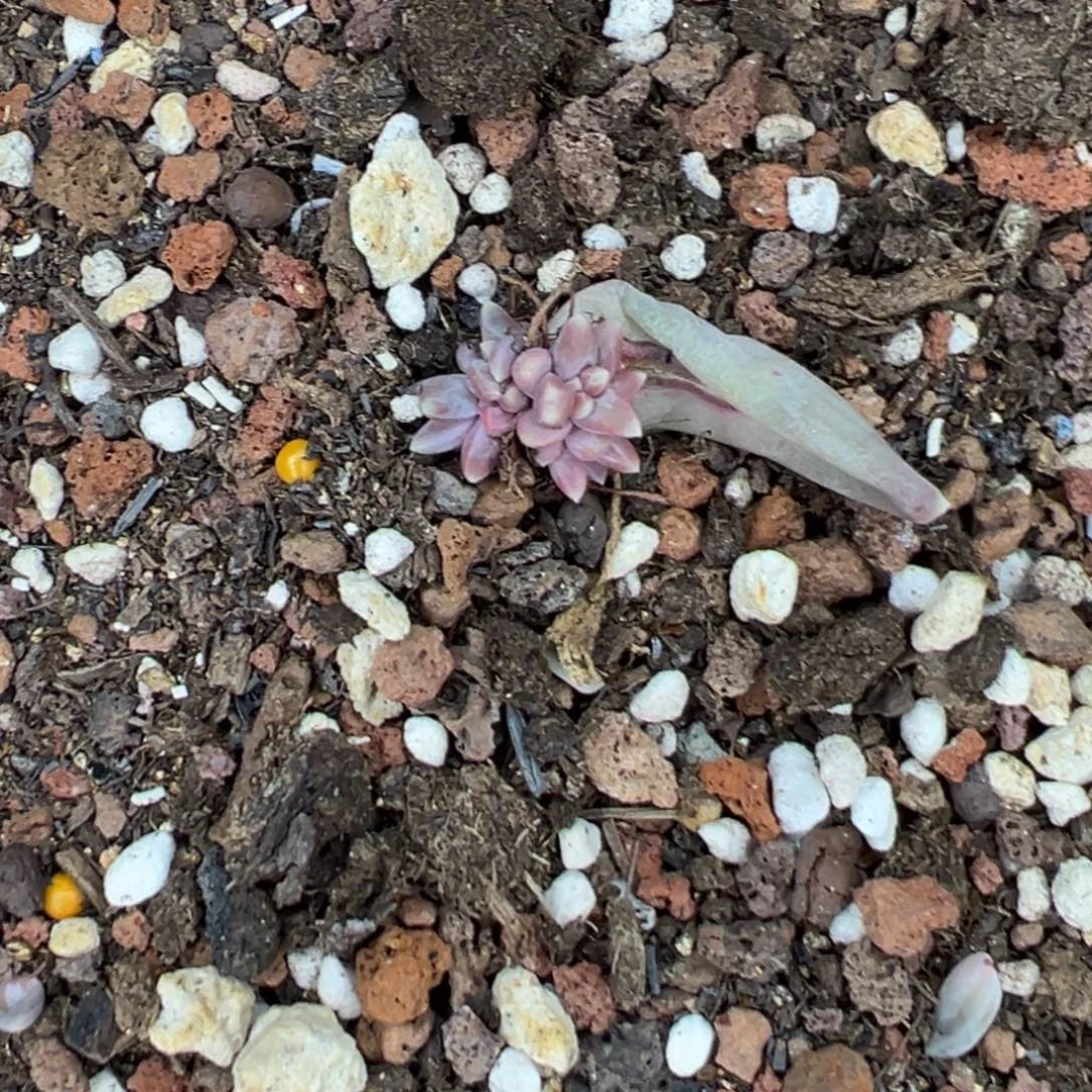 是***吖1111111111111122211222