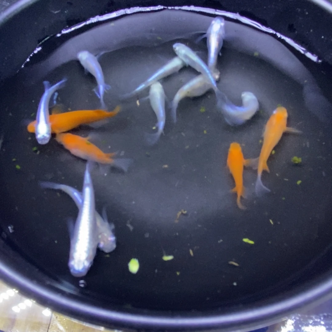 青鳉鱼混搭时尚36