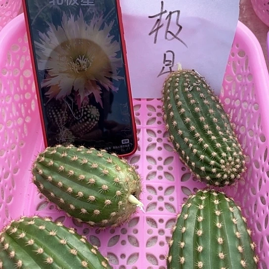 毛花柱北极星侧牙 满18包邮