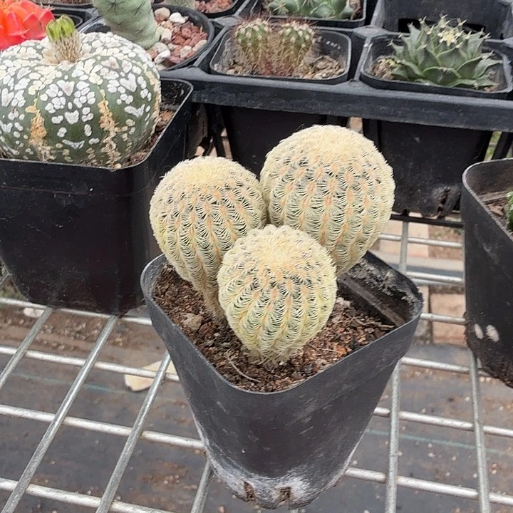 实生白化红太阳5仙人球