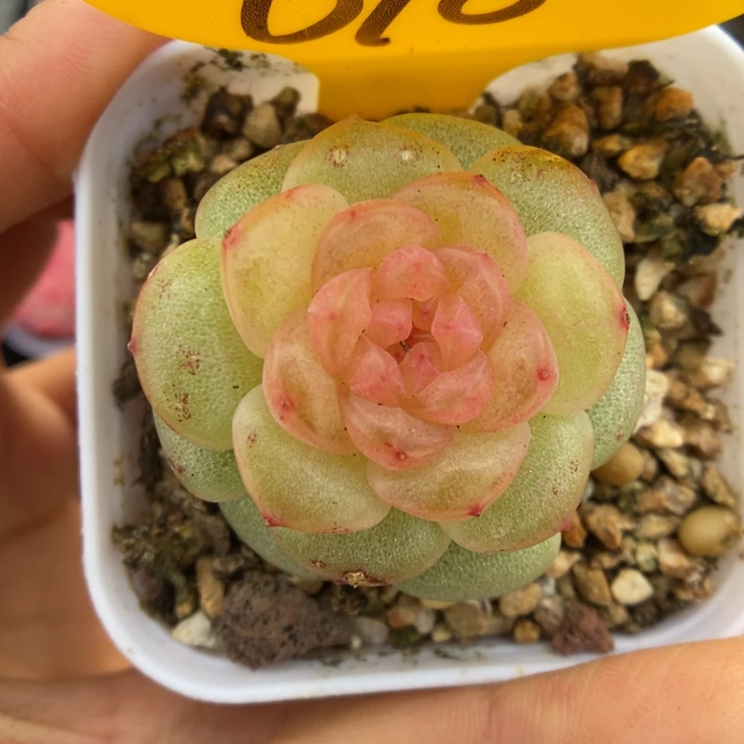 果冻心珍妮可拍618号