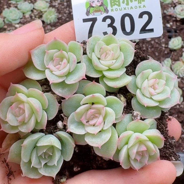 多肉植物多肉植物