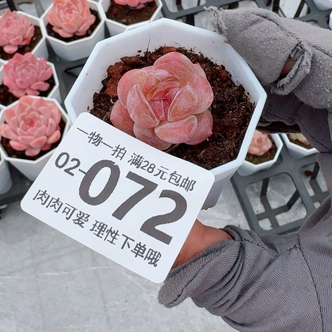玉兔无盆土发货无盆土无