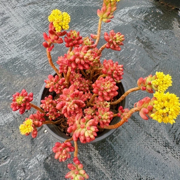 转运珠多肉植物带盆带土室内盆栽红色肉肉好养活红浆果多肉