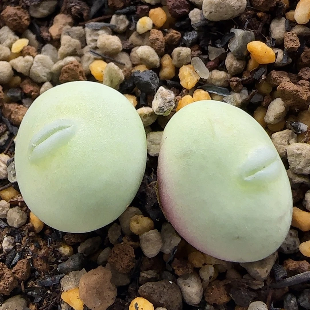 11-24-8-6当天满38包邮清货玻尿酸大G脱土