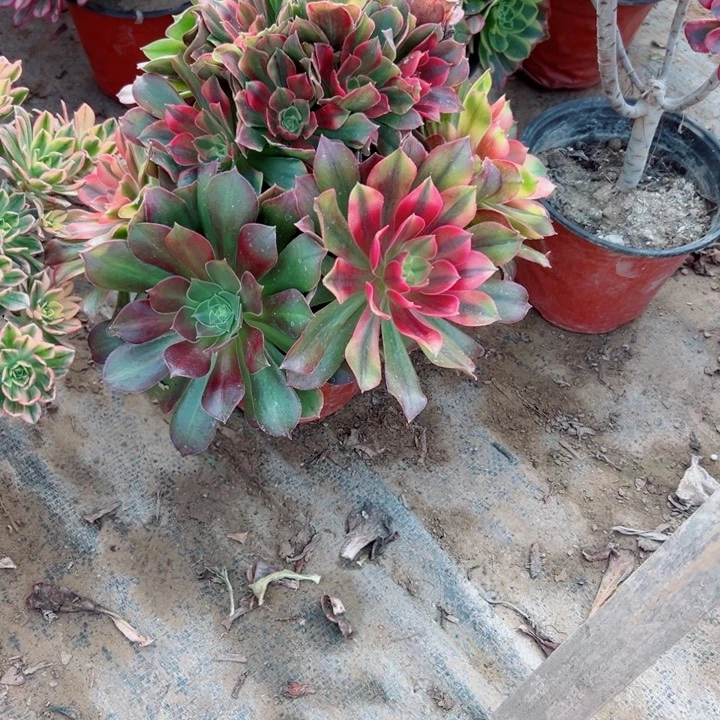 28元包邮当天凑单多肉