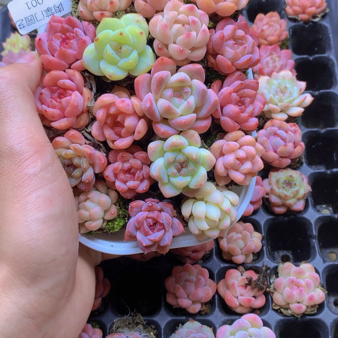 我要去看你了啊我001