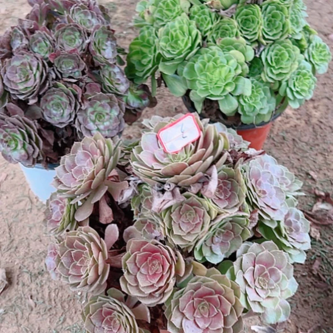 【闪购商品】无花朵狼*3号粉粹琉璃，赤炎莲，红心万圣节