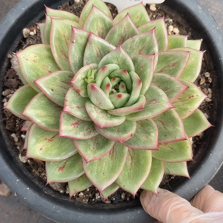 两单包邮，一物一拍95锦