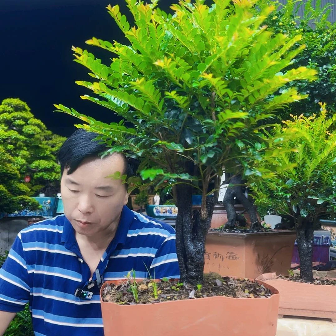 当前无花朵，栽培后可花朵今**幸