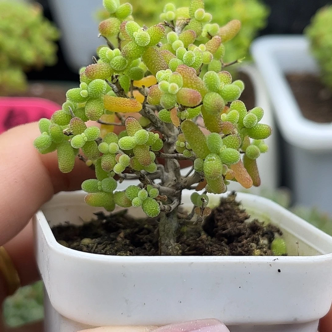 34金桔优选枝干番杏