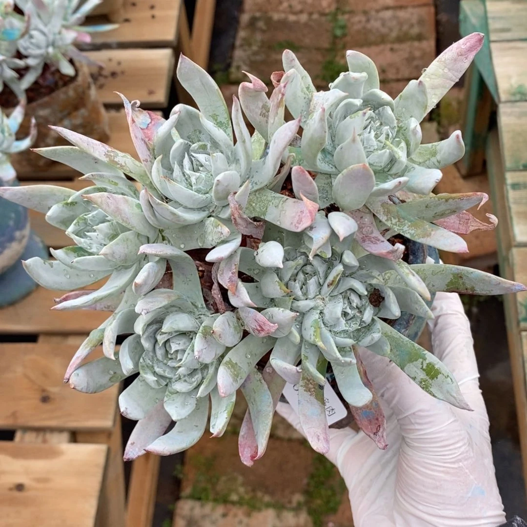 122号苹果叶粗腿子