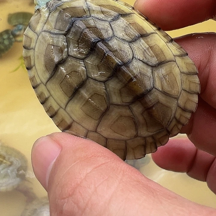 绿毛龟母巴西龟1111