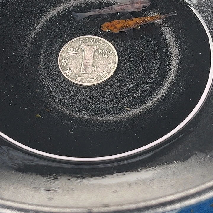 青鳉鱼和墨2条3号