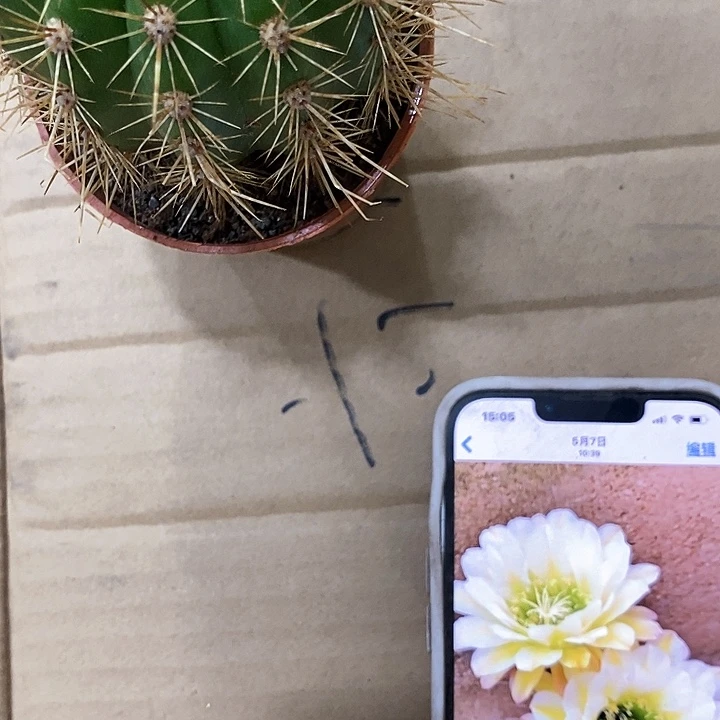 小六月五毛花，4公分左右