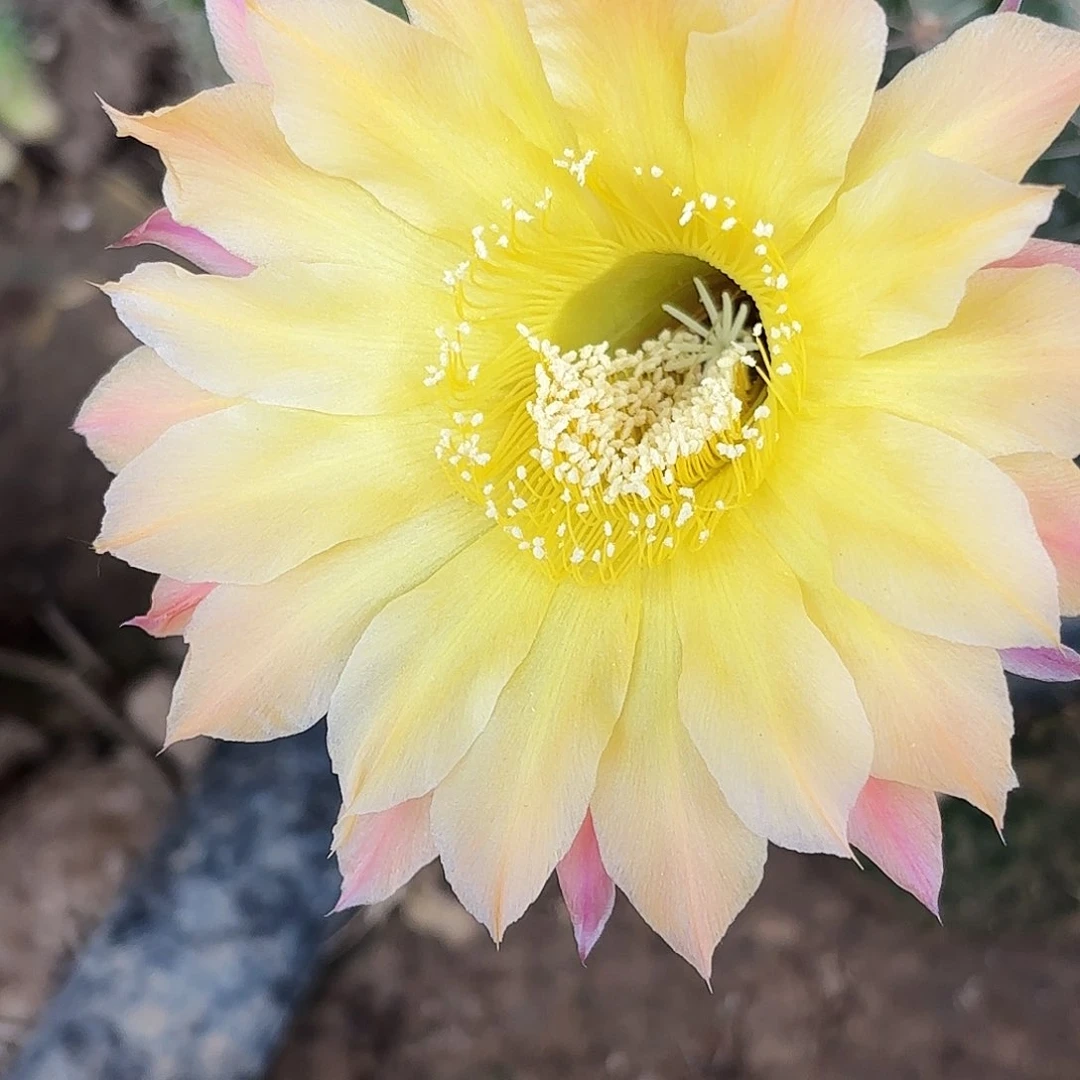 849 实生脱土脱花瑕疵
