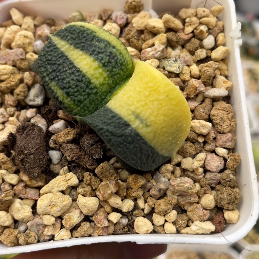 95 卧牛锦 11111111