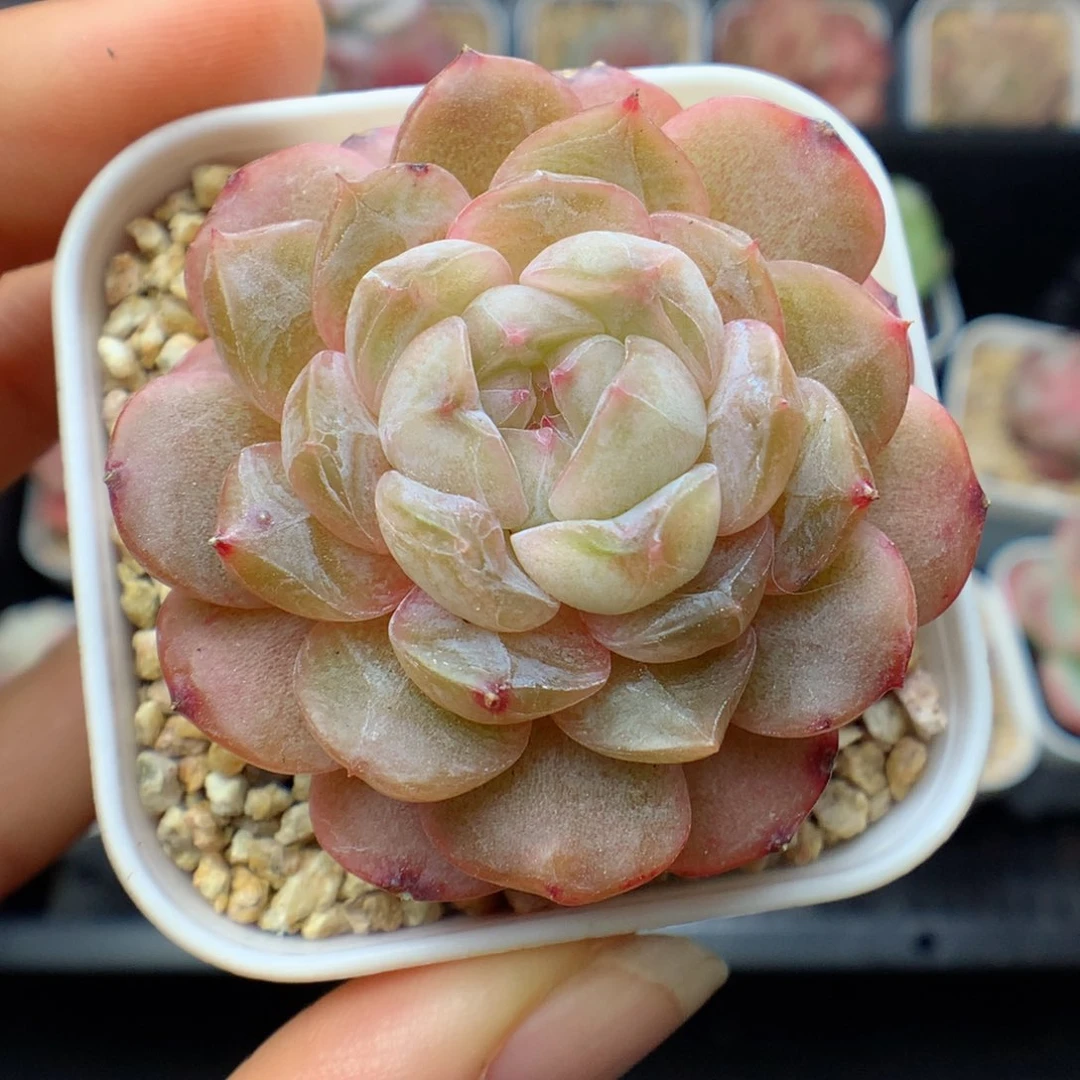 多肉植物。 糖心66