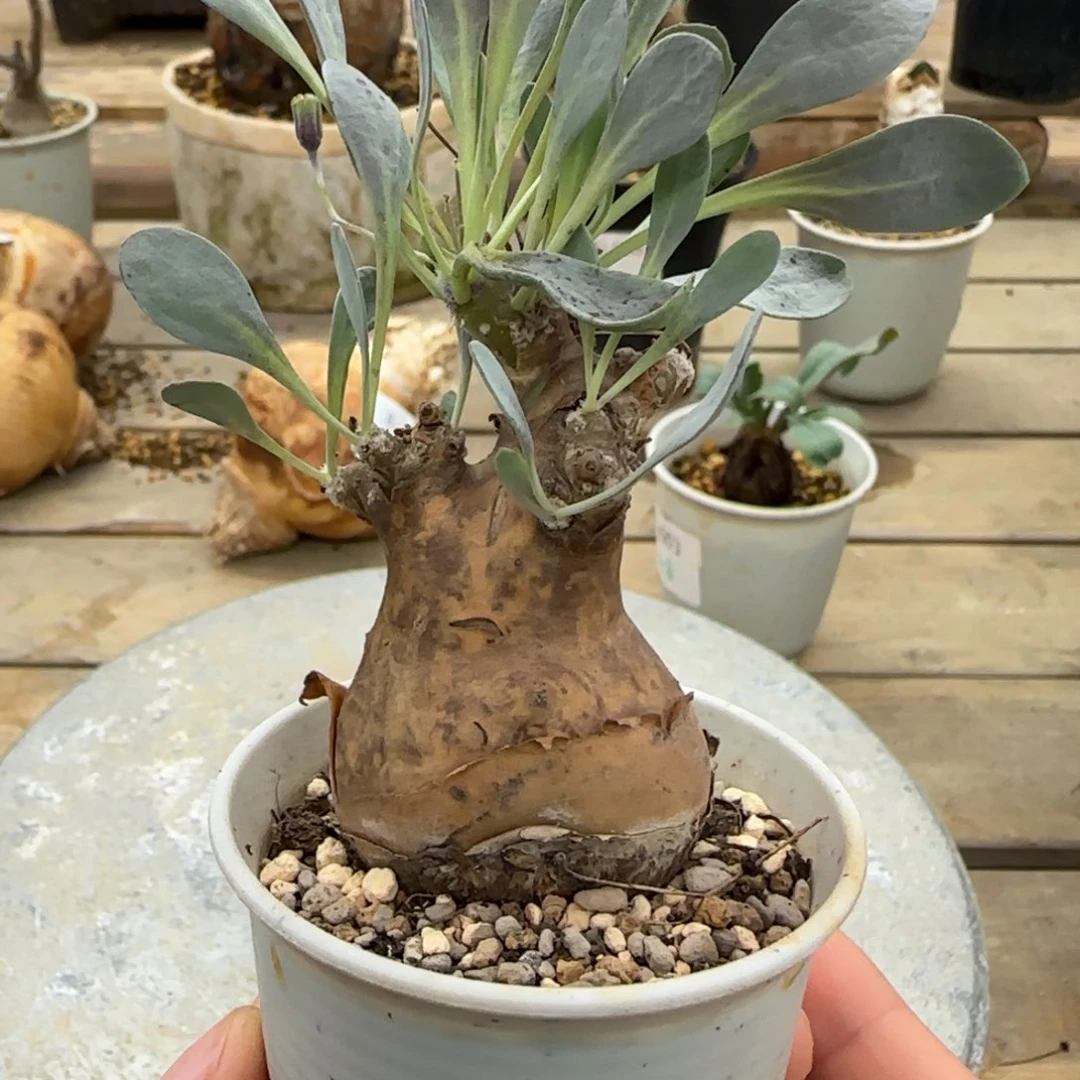 116开普敦厚敦菊块根植物