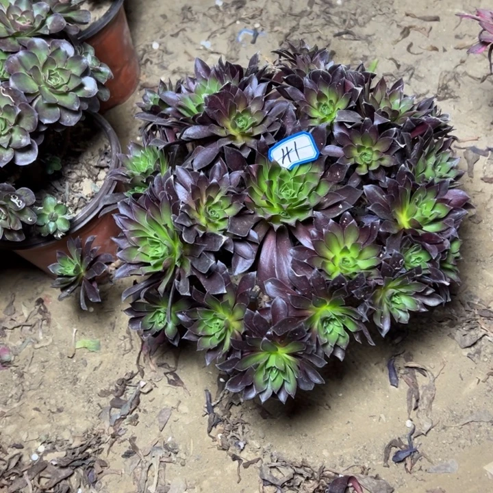 多肉植物法师植物41