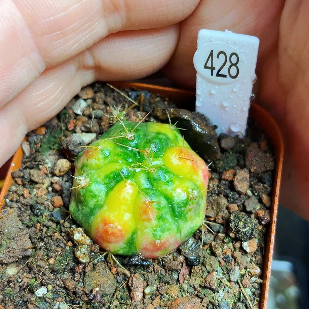 毒苹果非偏远地区满25包邮仙人球裸根