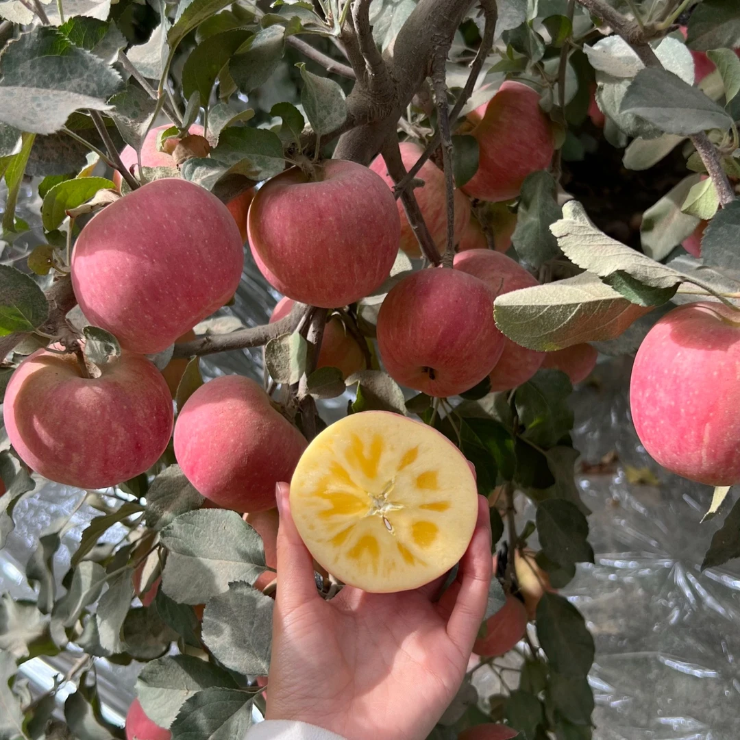 新疆产地直发阿克苏冰糖心苹果新鲜红富士苹果