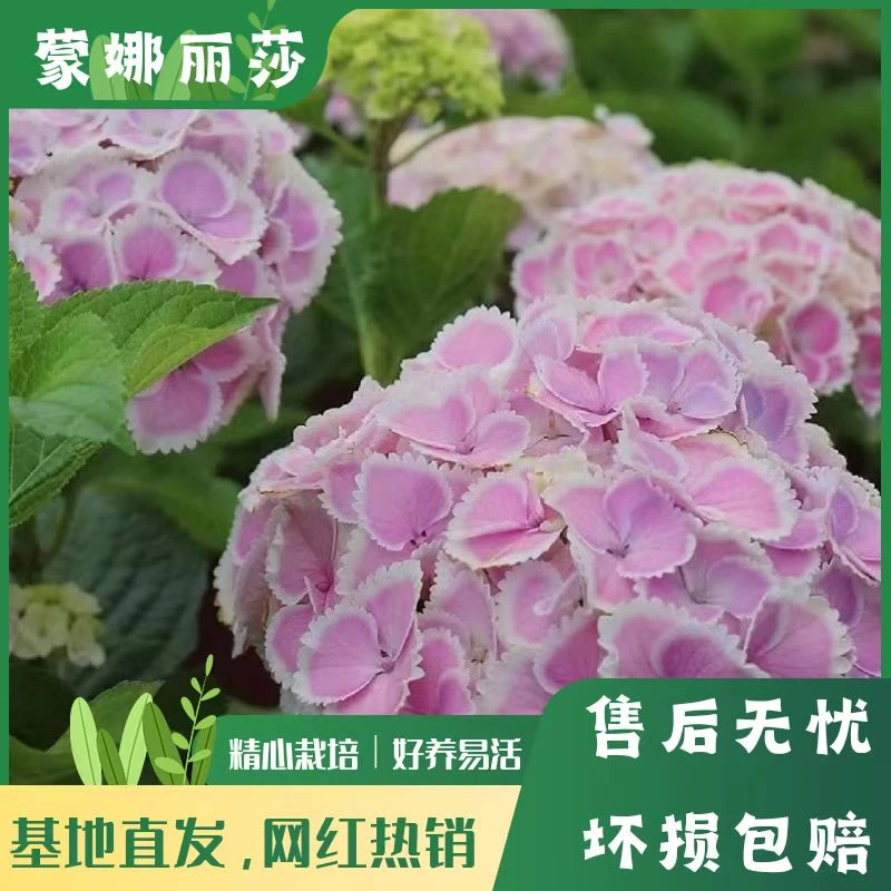 【蒙娜丽莎】粉色绣球花 带花带花苞 爆销热款 老桩 包邮 基地直发