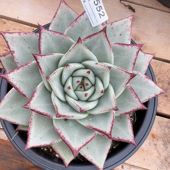 若茹东云单拍C552