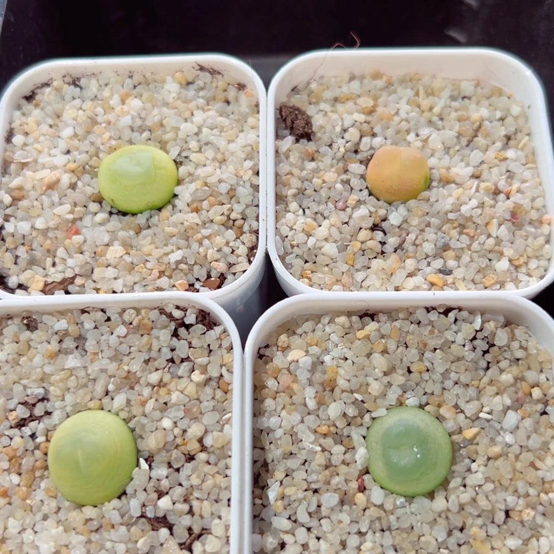 不****！0205-253.我的小伙伴