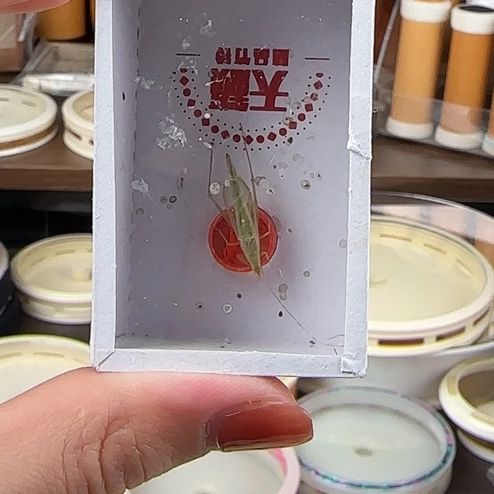 蟋蟀天籁青竹蛉一只