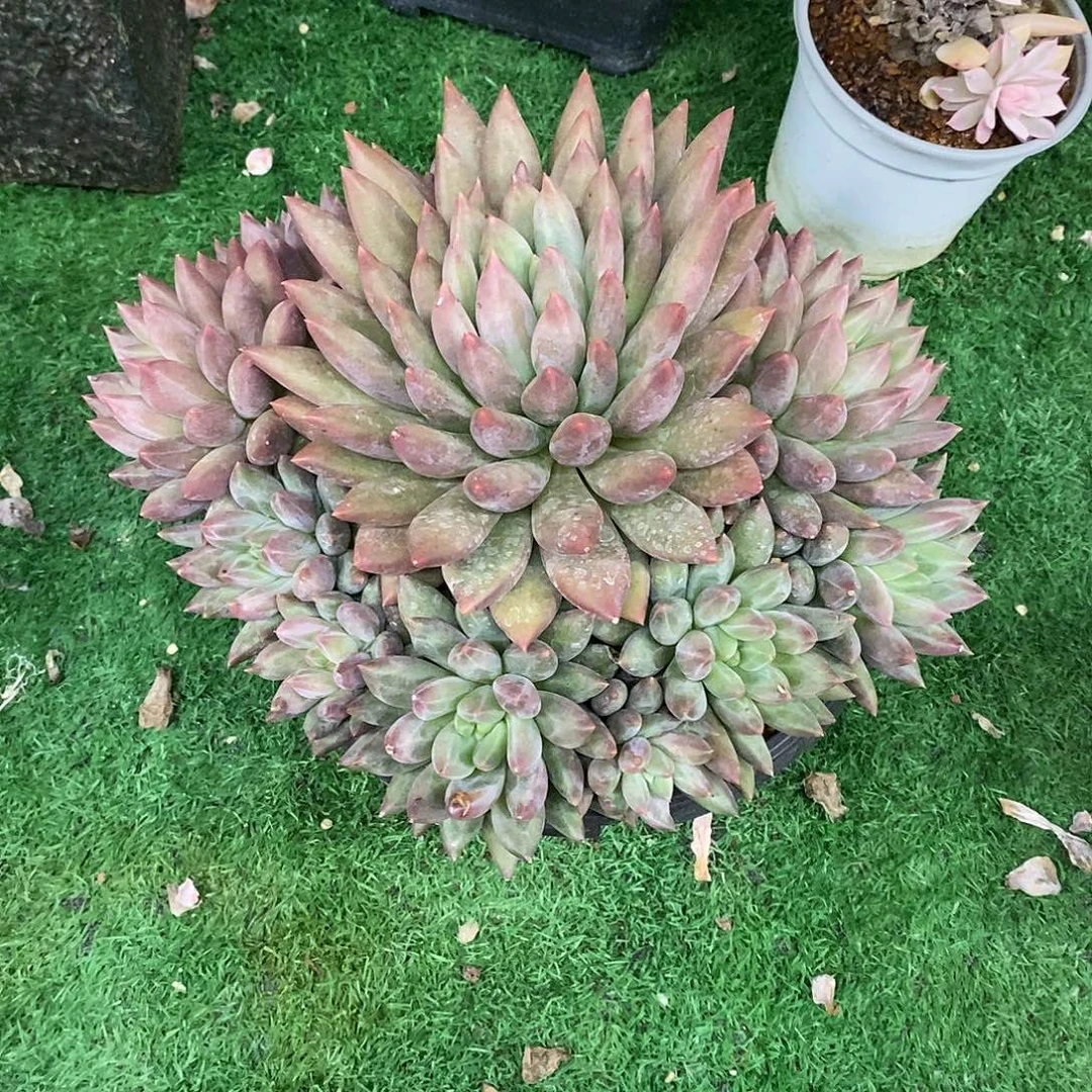 漠***然水晶球多肉植物大群