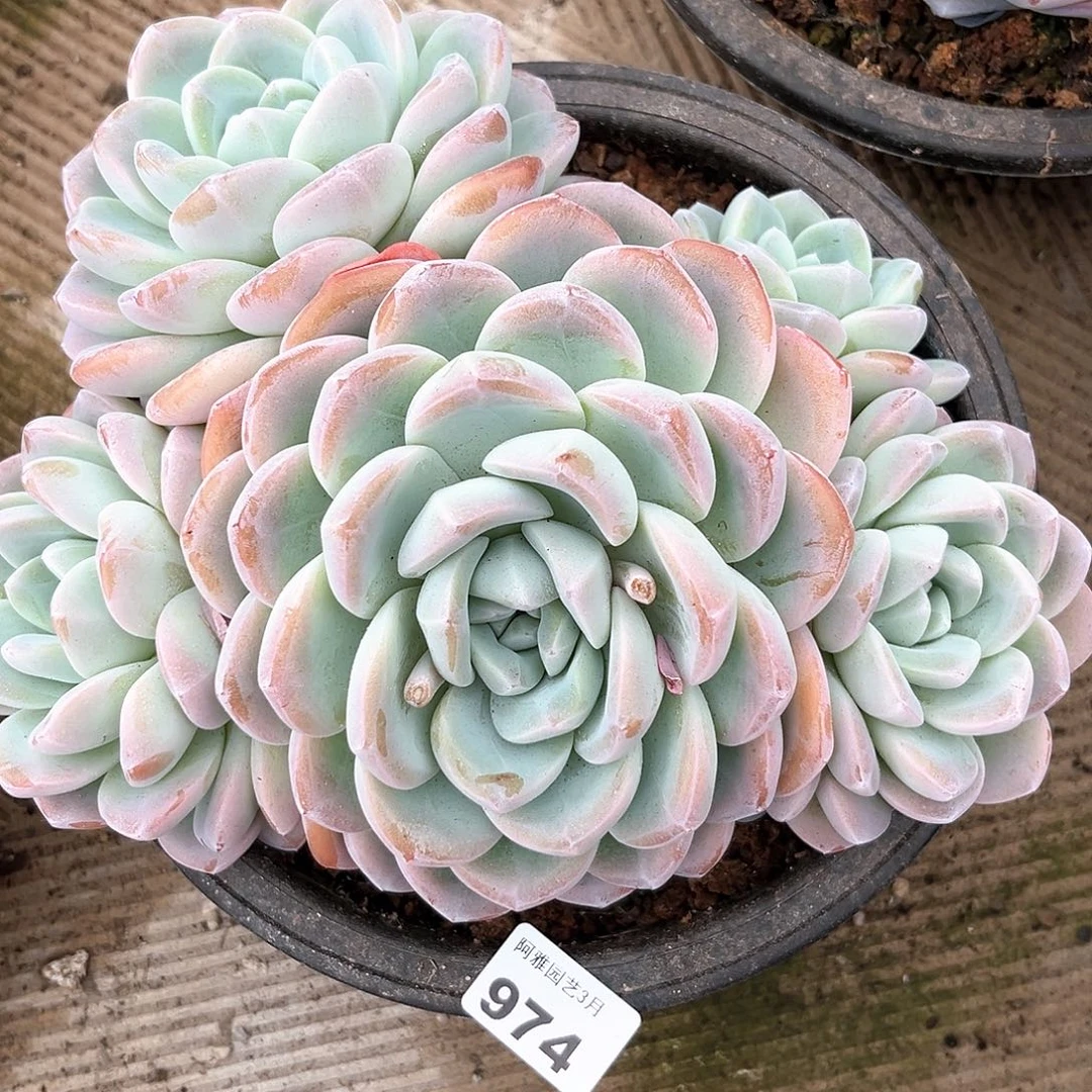 阿雅园艺。    974