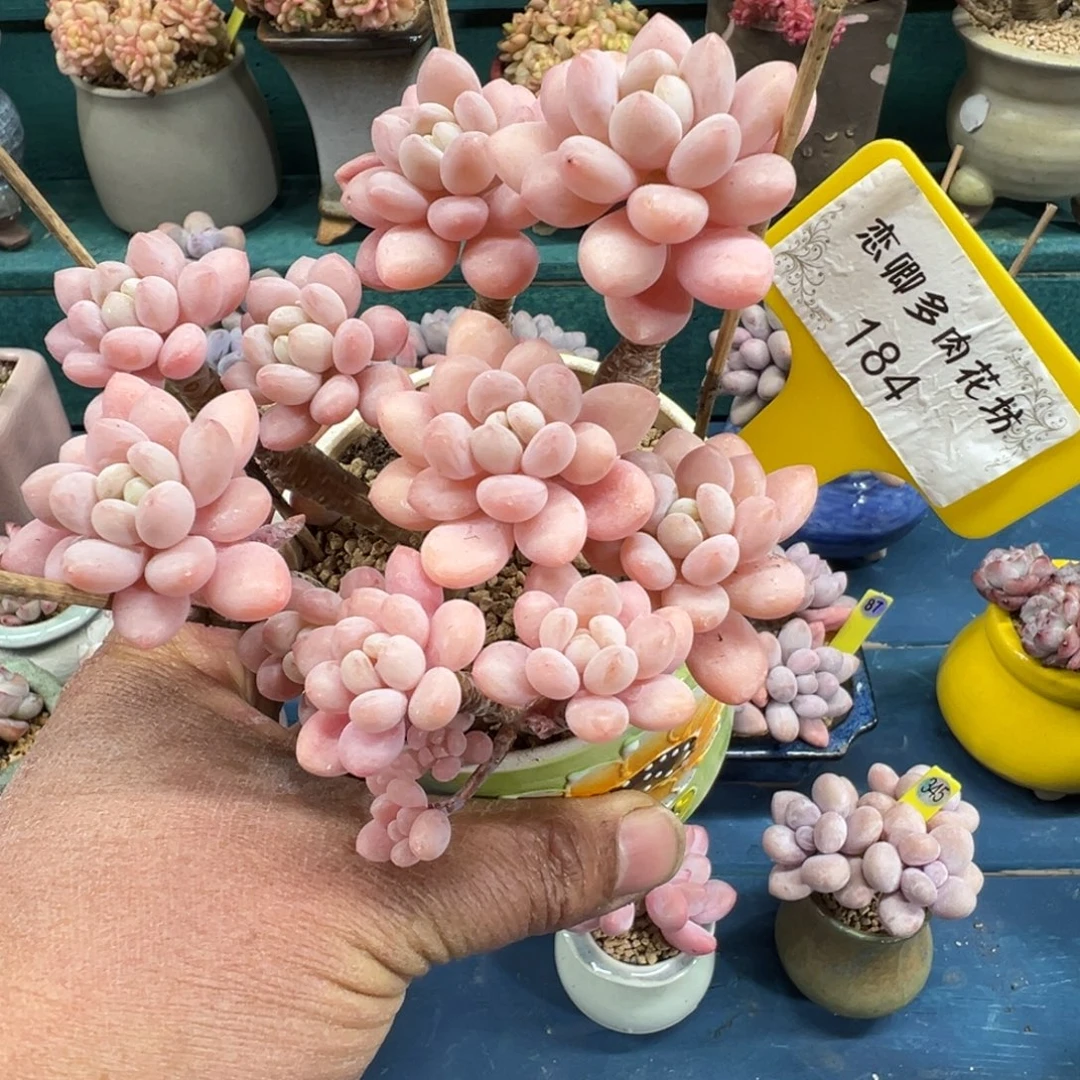 184号鱼子酱老桩无砍