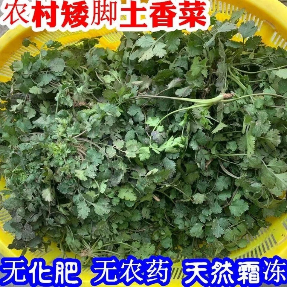 【老家的趴地香菜】短茎趴地香菜自然生长比大棚长杆子香菜更香