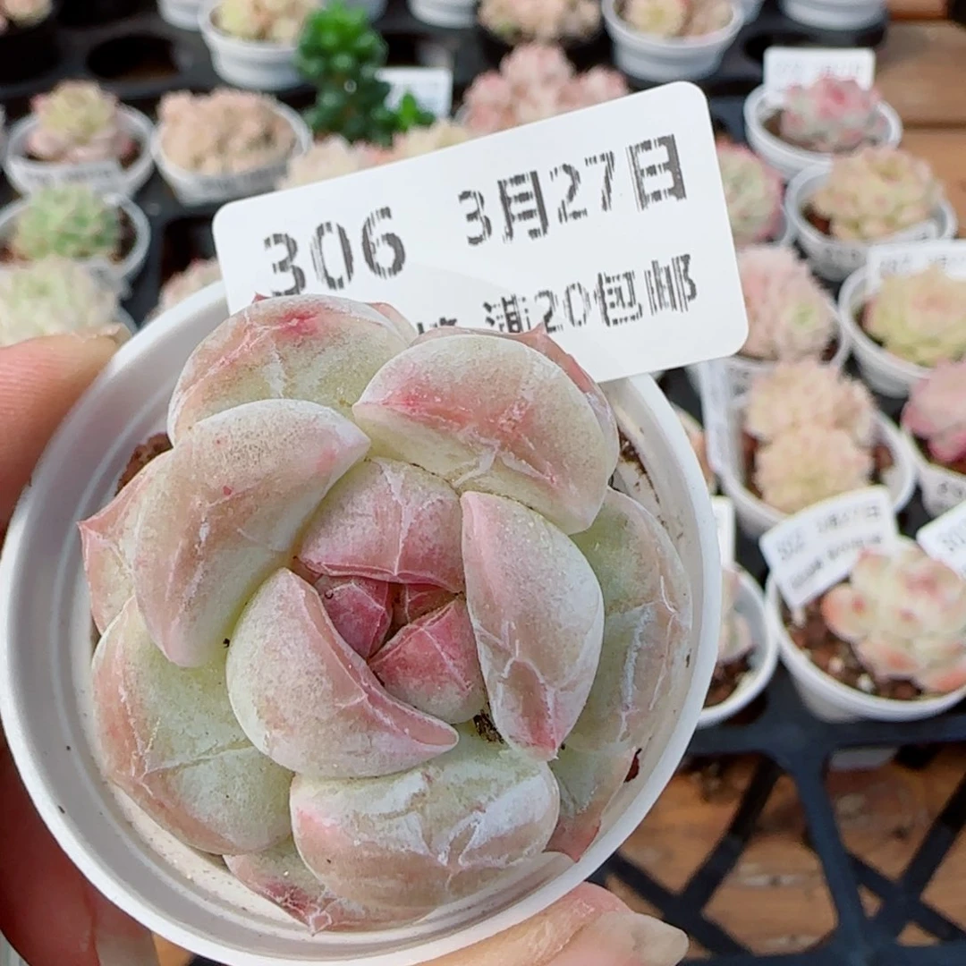 花语逸镜0327-306