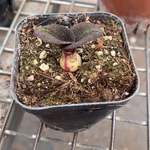 紫荆块根发货带盆6仙人球