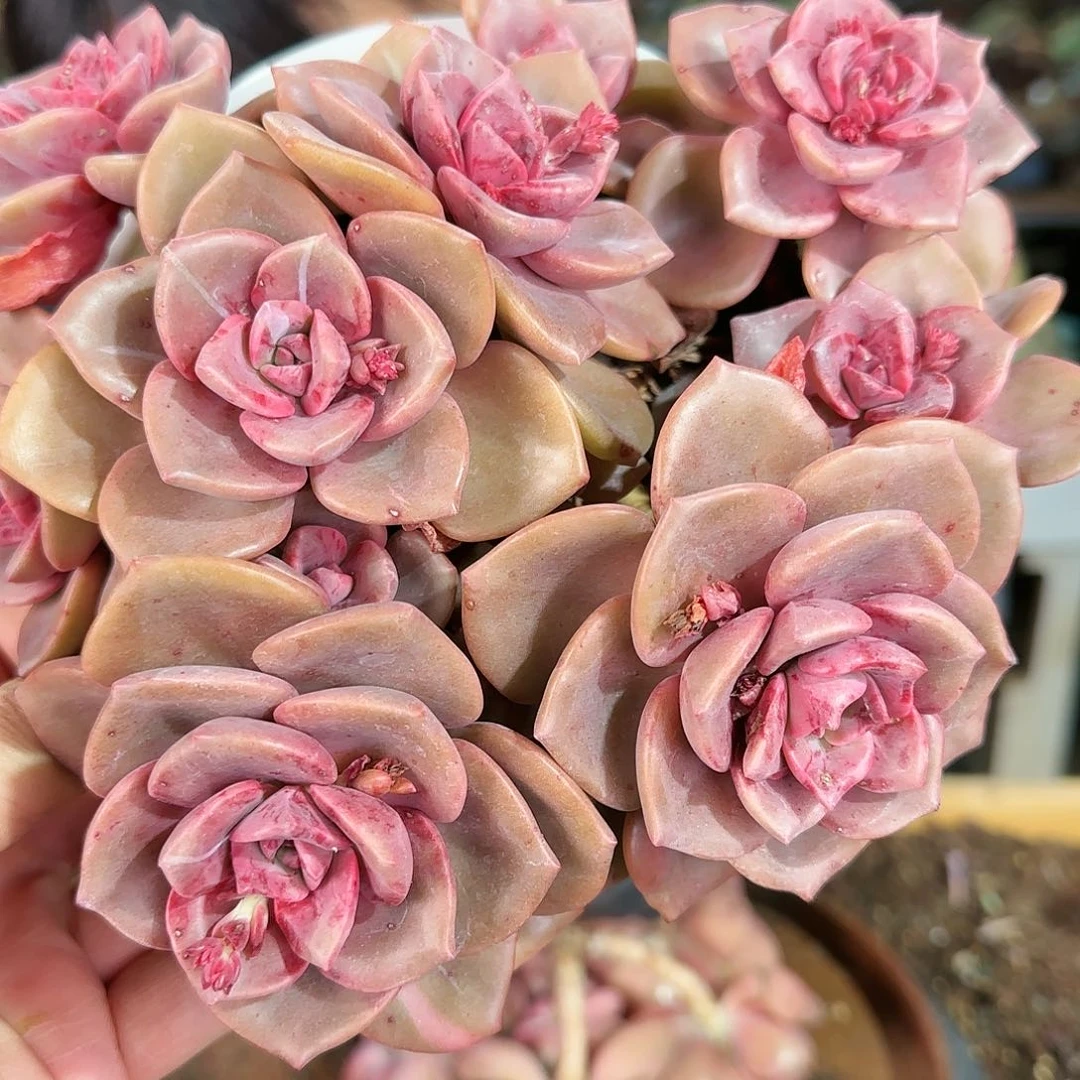 琉璃盏群28.8           肉