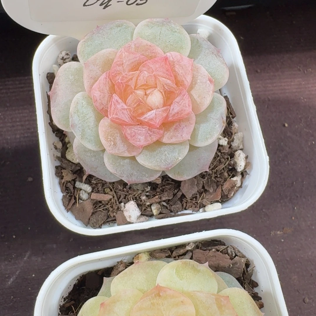 蔚***岚1124-05-青梅单头