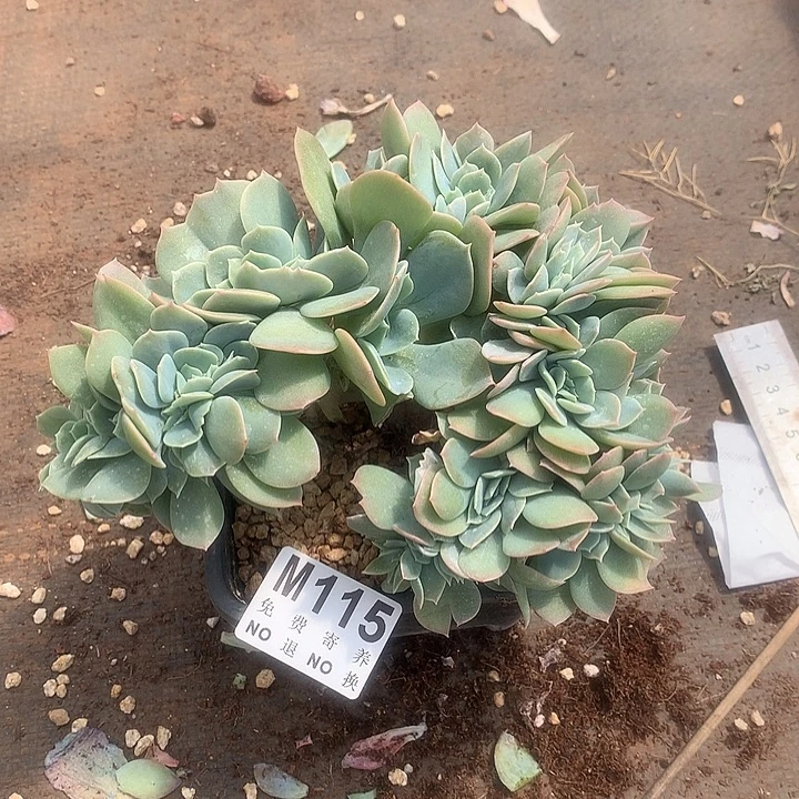 韩版白凤缀化 土里有侧切 一物一拍  9.15号左右发货