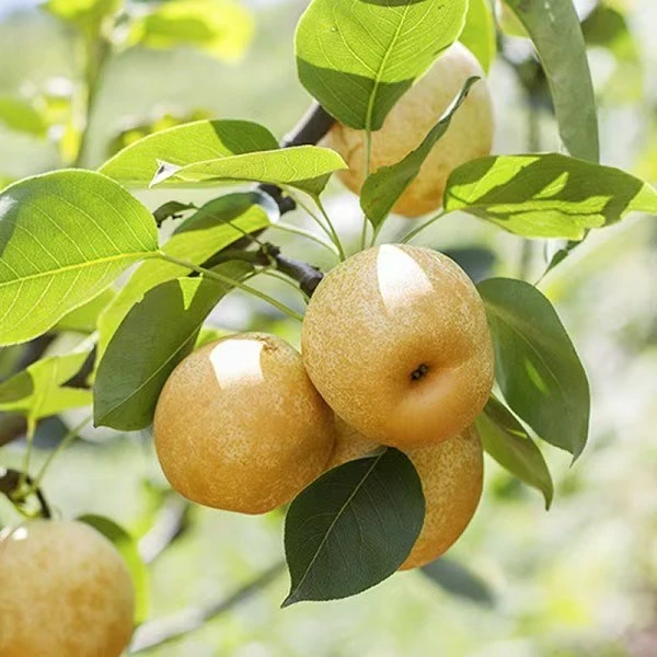 【胡支书推荐】眉山五月脆早熟梨