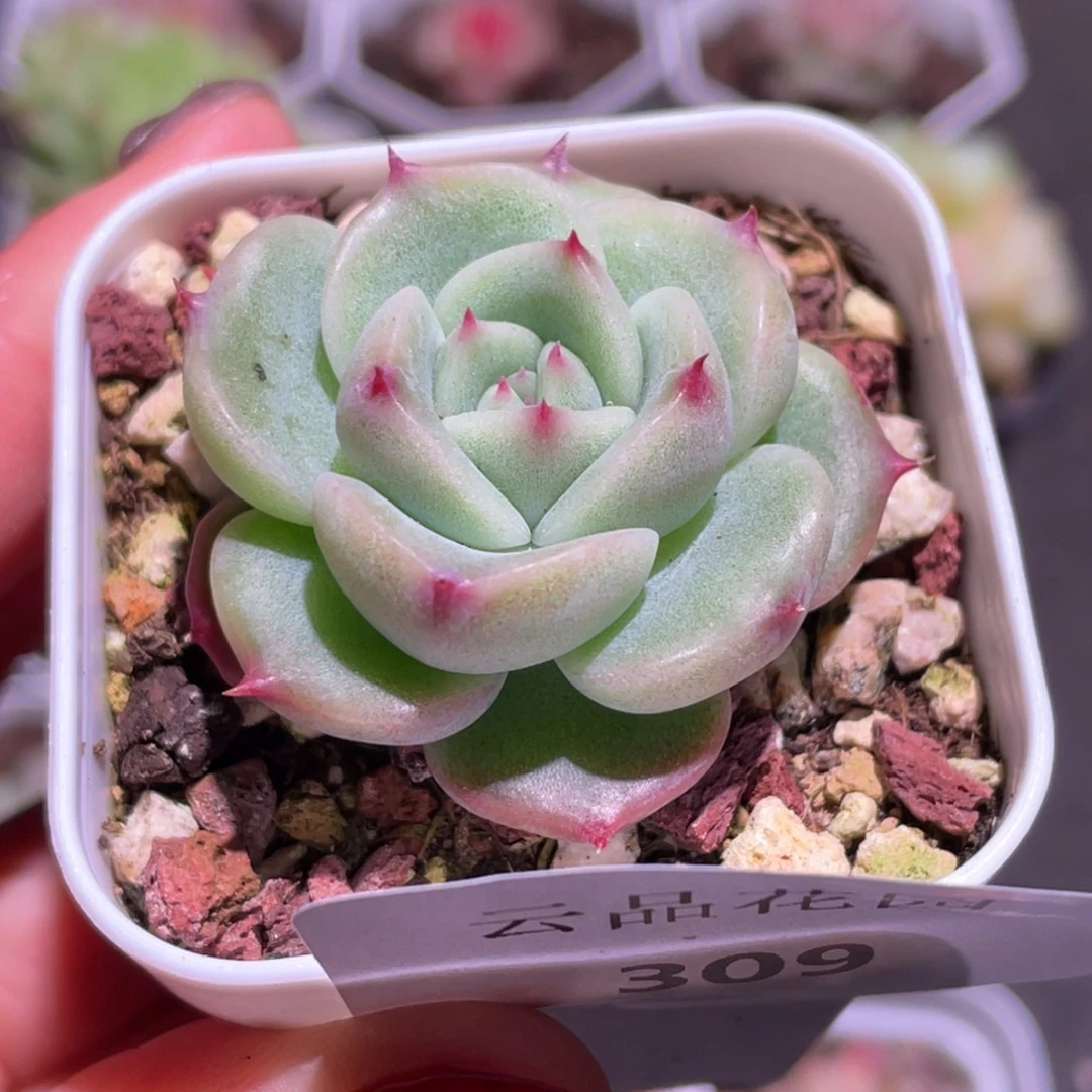 309号糖心冰心珍妮