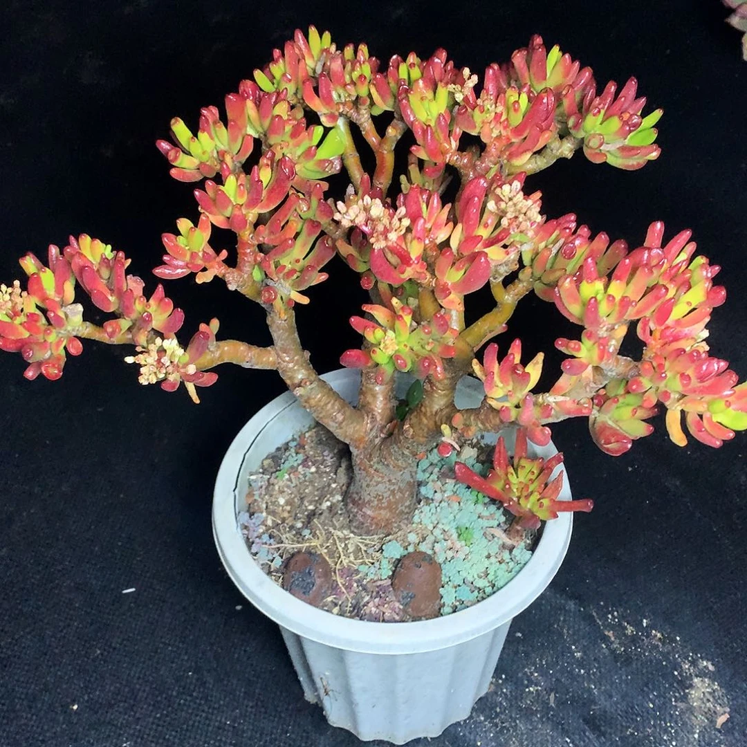 吸财树一物一拍6-23