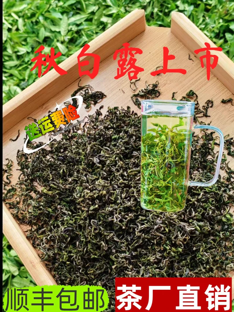 中秋礼品茶2025日照绿茶新茶浓香甘醇秋白露秋茶细料