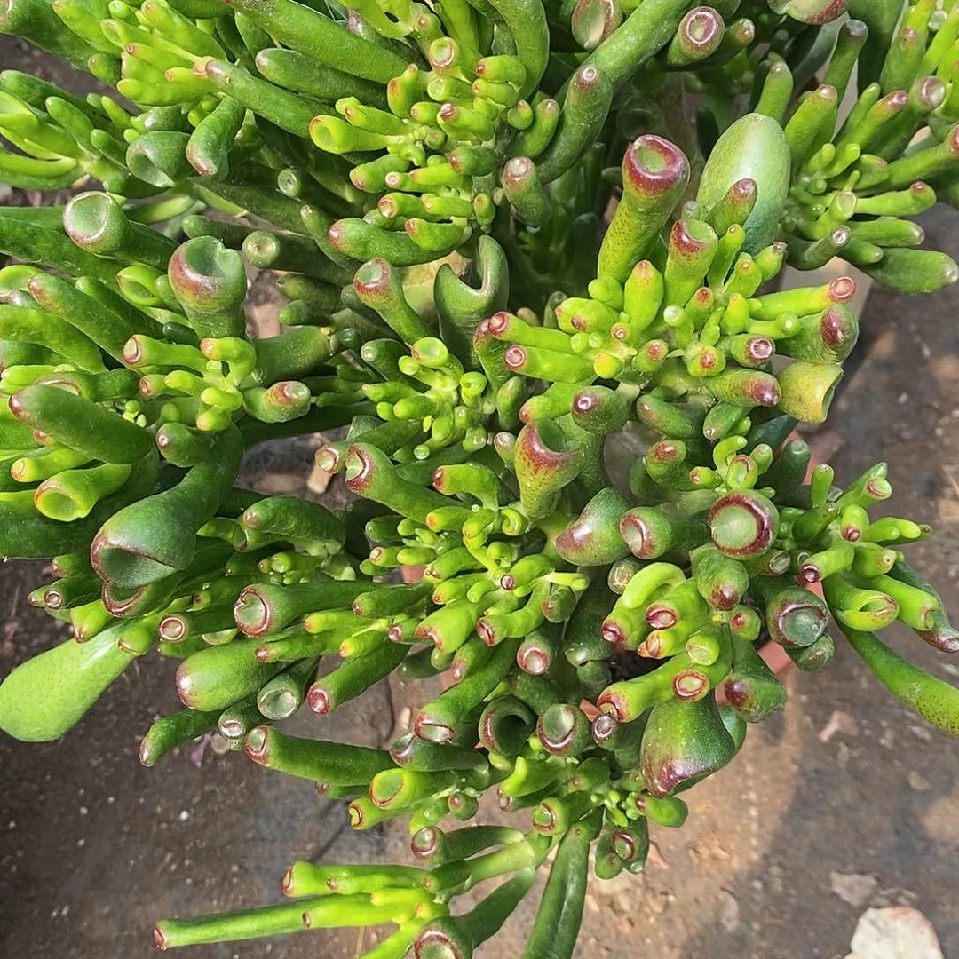 吸财树1颗多肉植物