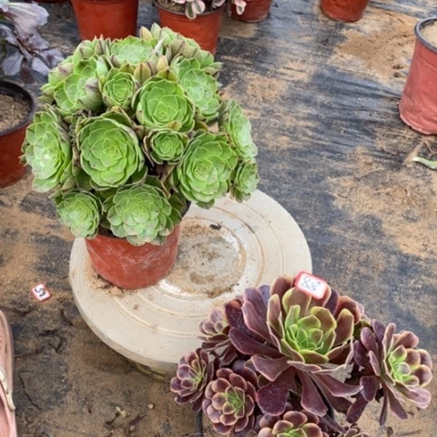 两颗法师一物一拍