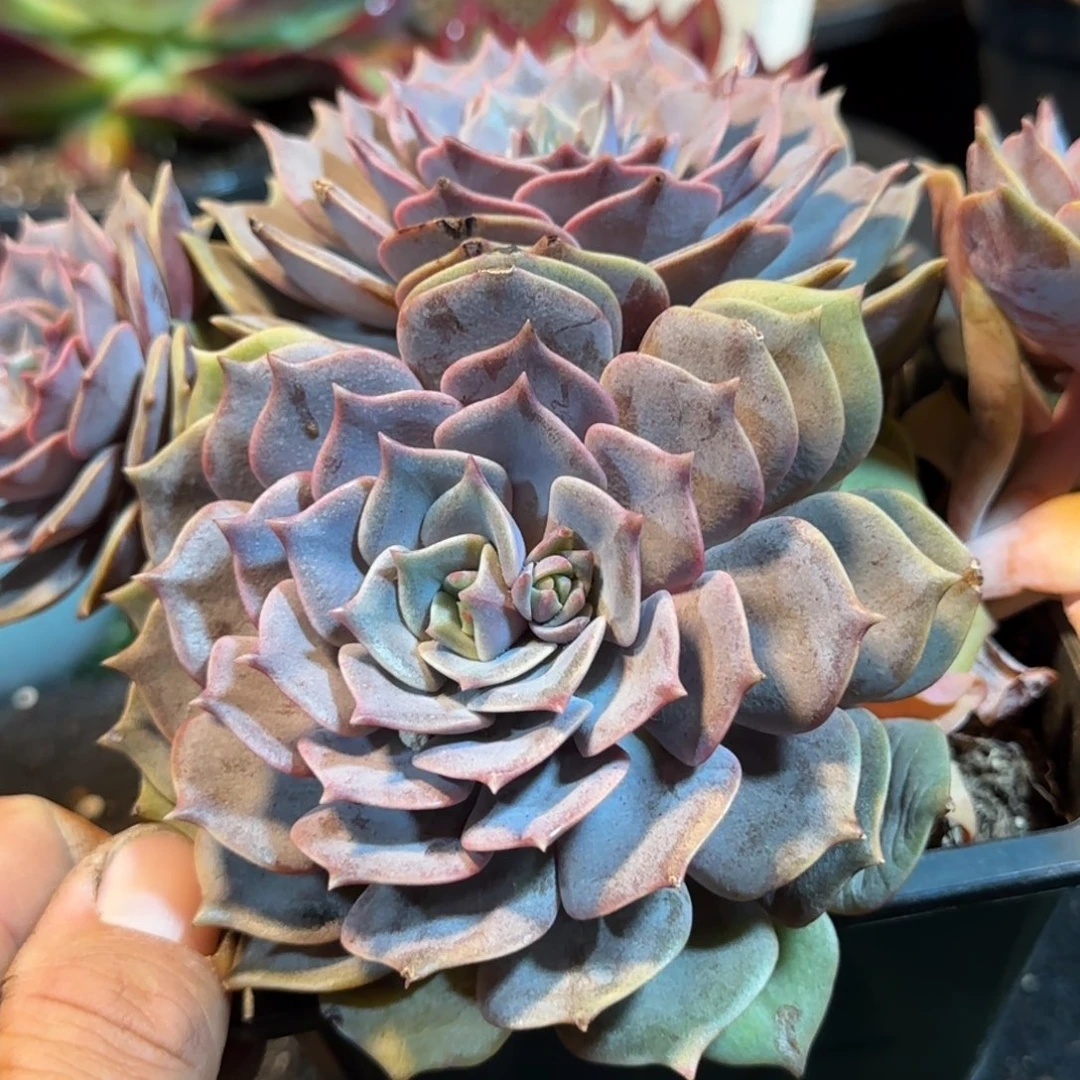 紫蝶叠叶惊鸿一物一拍包装收缩花旱